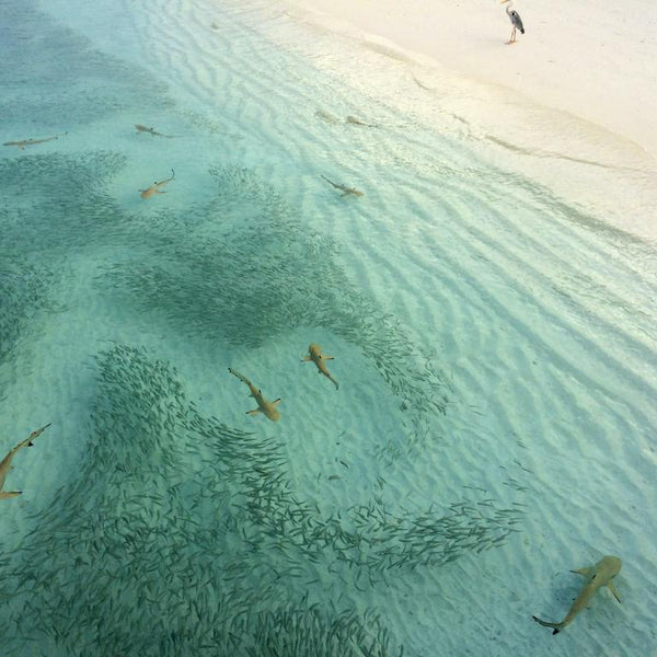 Ways to Protect Sharks